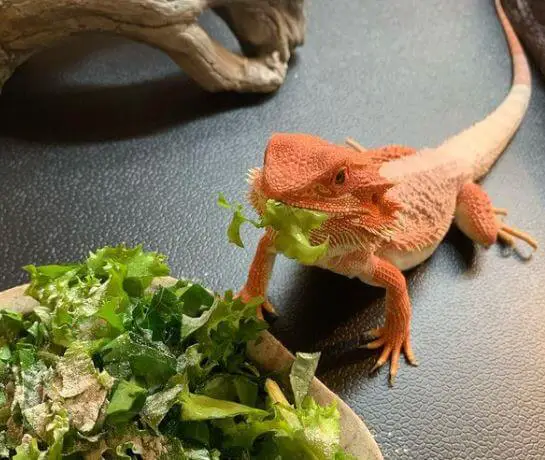 how often to feed a bearded dragon