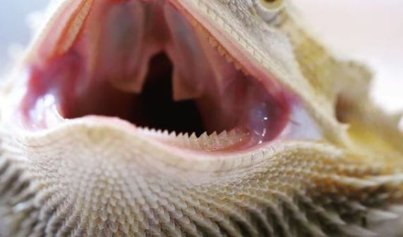 Bearded Dragon Have Teeth