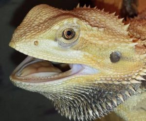 Bearded Dragon Teeth Cleaning