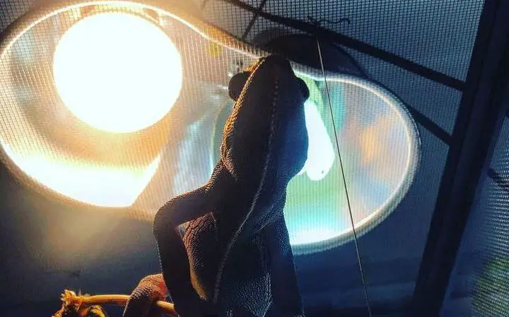 Best Lighting For Chameleons