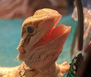 how much does a bearded dragon cost