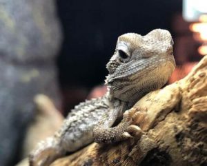 How Much Uvb For Bearded Dragon