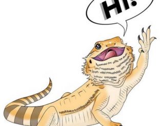 Why Do Bearded Dragons Wave