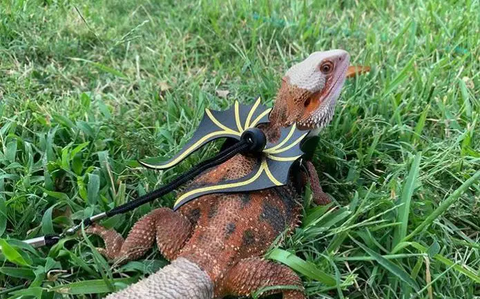 accessories for bearded dragon