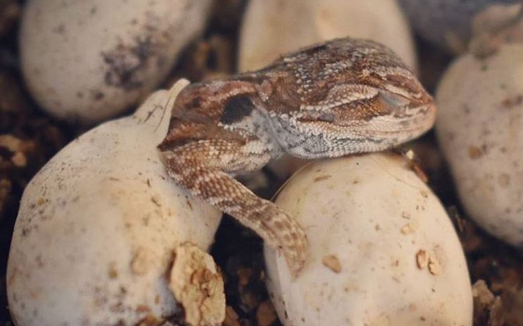 homemade incubator for bearded dragon eggs
