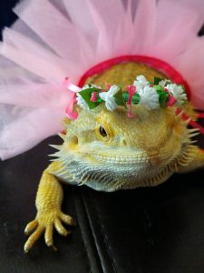 bearded dragon wife