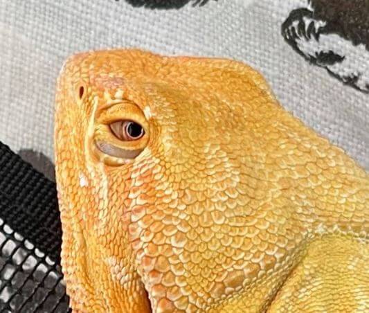 Bearded Dragon For Sale In Florida