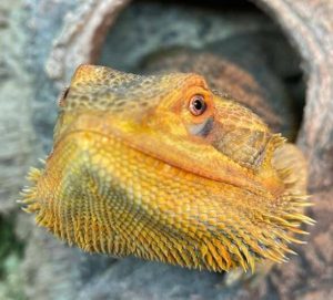 How to Lower Humidity in Bearded Dragon Tank