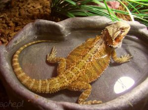 Can bearded dragons eat stink bugs