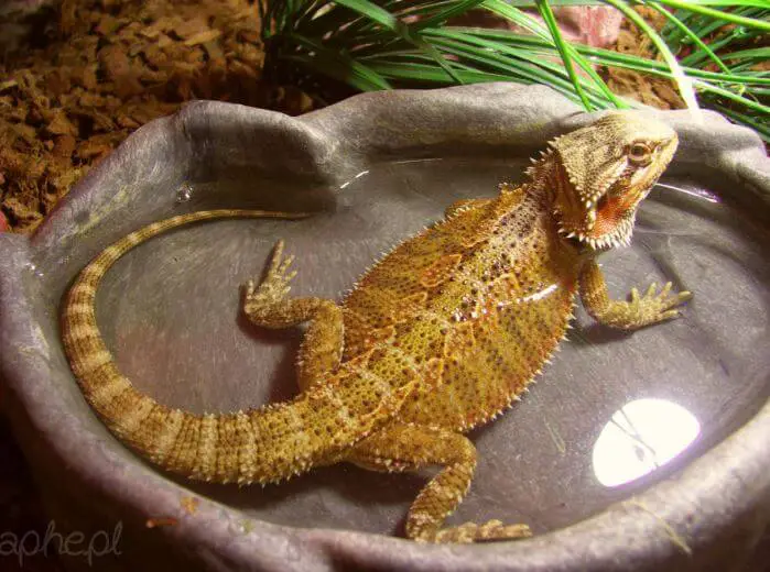 Bearded Dragon Sleeping In Water Dish