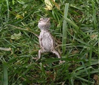 Can Bearded Dragons Sleep Standing Up