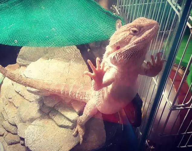 Is It Normal For a Bearded Dragon To Sleep Standing Up