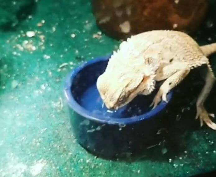 how to bathe a bearded dragon