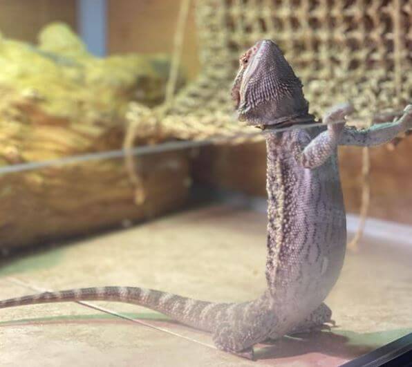 Why Does My Bearded Dragon Sleep Standing Up Against The Glass