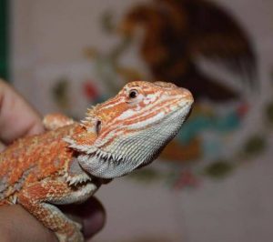 Basking temp for bearded dragon