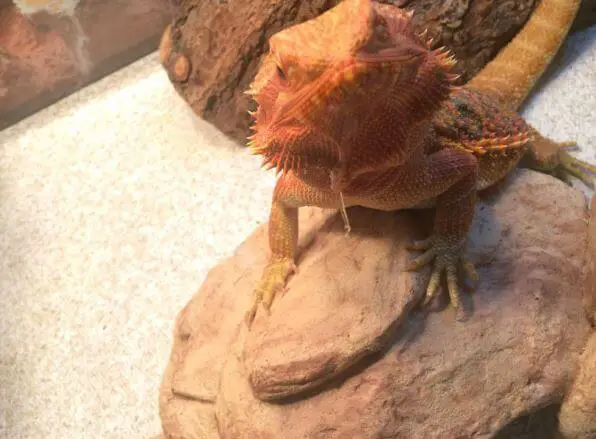 bearded dragon throwing up clear liquid