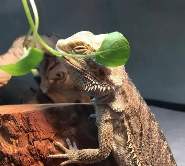 bearded dragon throwing up mucus