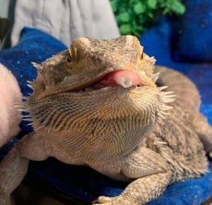 what does it mean when a bearded dragon licks you