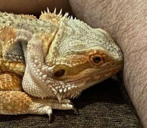 how to give a bearded dragon a bath