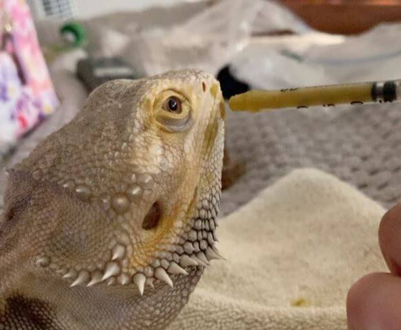 can bearded dragons throw up