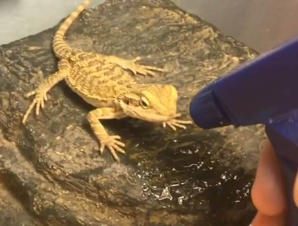 why is my bearded dragon throwing up water