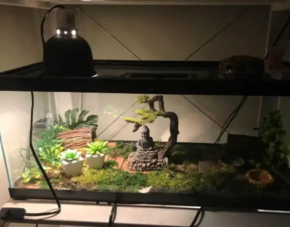 Can I Use a Reptile Heat Lamp for Plants?