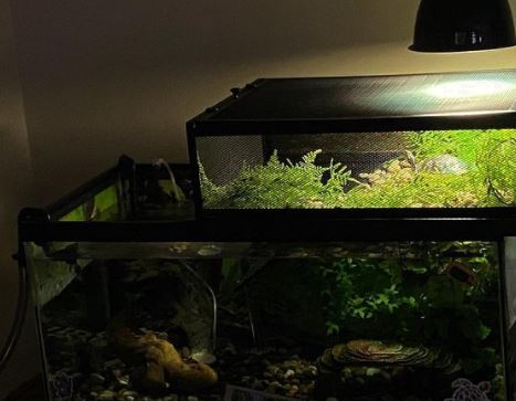 Can You Put Fake Plants In A Turtle Tank