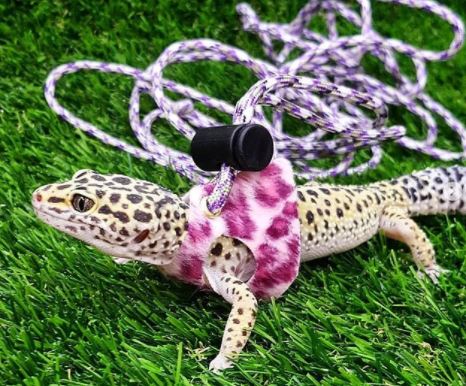 leopard gecko leash