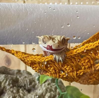 Do Leopard Geckos Need Heat Lamp At Night