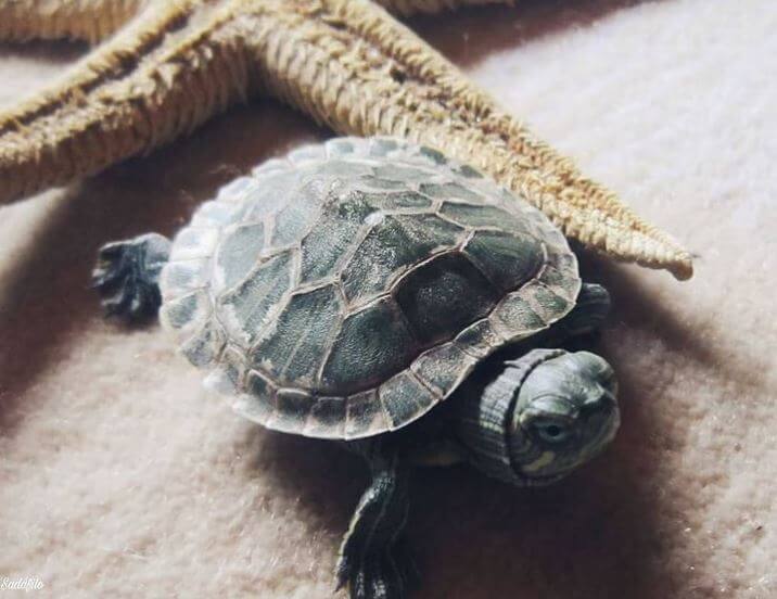 Do Turtles Need Light 24 Hours A Day