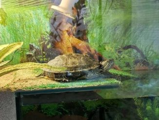 How Big Of A Tank For A Painted Turtle