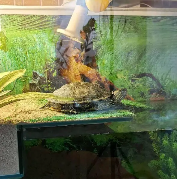 How Big Of A Tank For A Painted Turtle