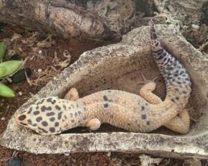 Can leopard geckos eat earthworms
