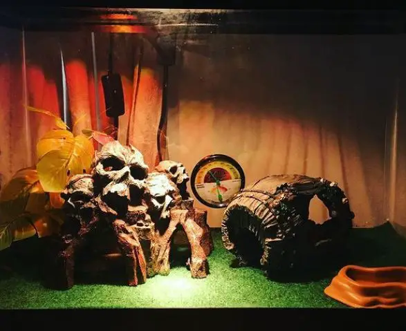 How Often Should You Clean Reptile Carpet