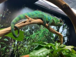 How To Decorate a Chameleon Cage