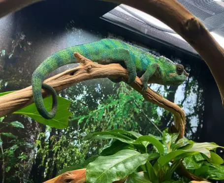 How To Decorate a Chameleon Cage