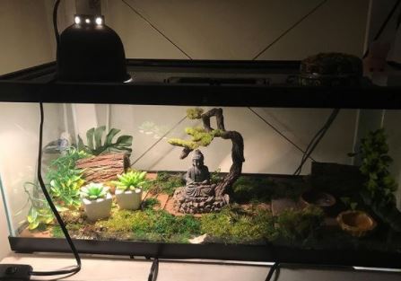 How To Keep Humidity In Reptile Tank