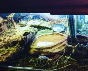 How To Maintain Humidity In A Tortoise Tank