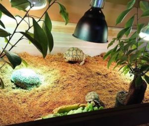 How to decorate a tortoise enclosure in minecraft