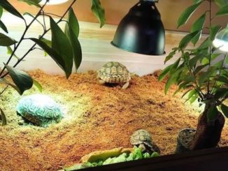 How to decorate a tortoise enclosure in minecraft