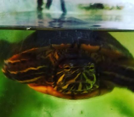 Is Turtle Tank Water Good For Plants
