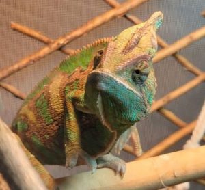 how do chameleons drink water