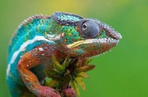 How often do chameleons eat