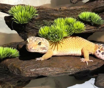 Are leopard geckos social