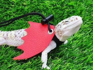 can you put a leash on a leopard gecko
