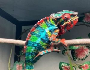 How big do veiled chameleons get
