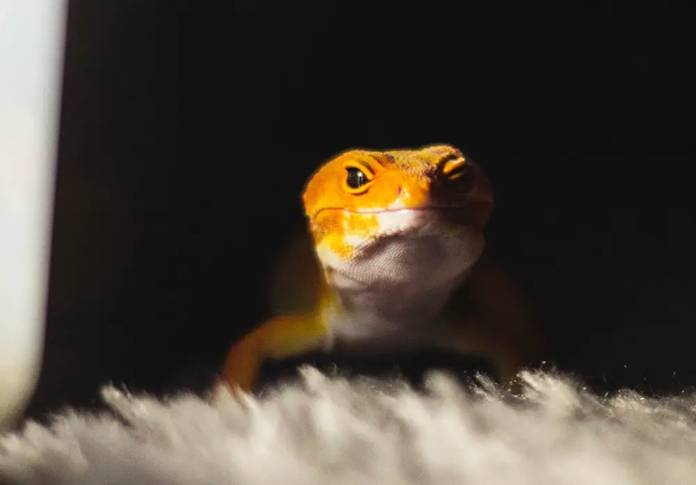 Are Leopard Geckos Sensitive to Light?