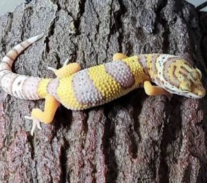 Overweight leopard gecko