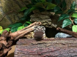do you need to mist leopard geckos