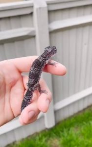 Can leopard geckos eat superworms